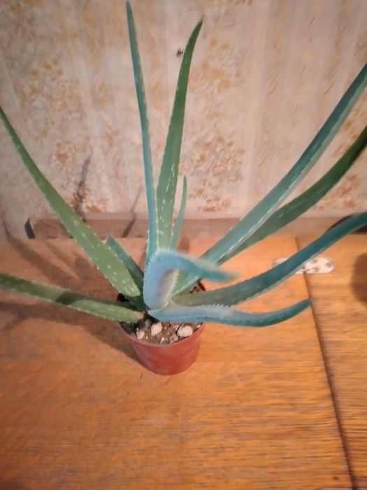 Алое вера 3х летний