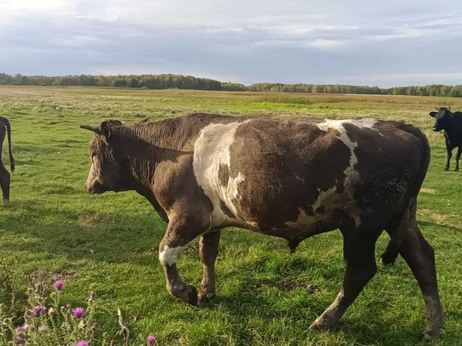 Продам быка 2 года. Бык.