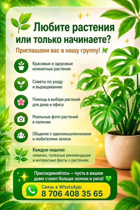 Комнатные растения