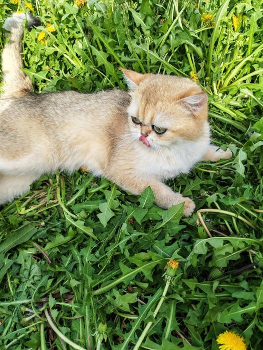 Кошечка золотая шиншилла