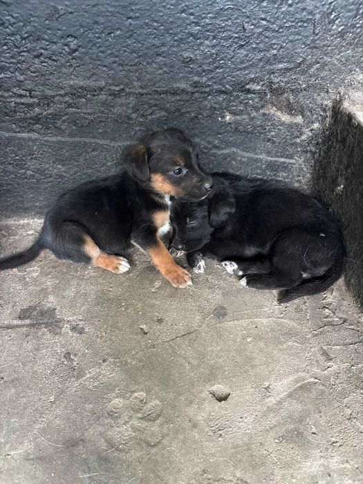 Щенки мальчики 1 месяц