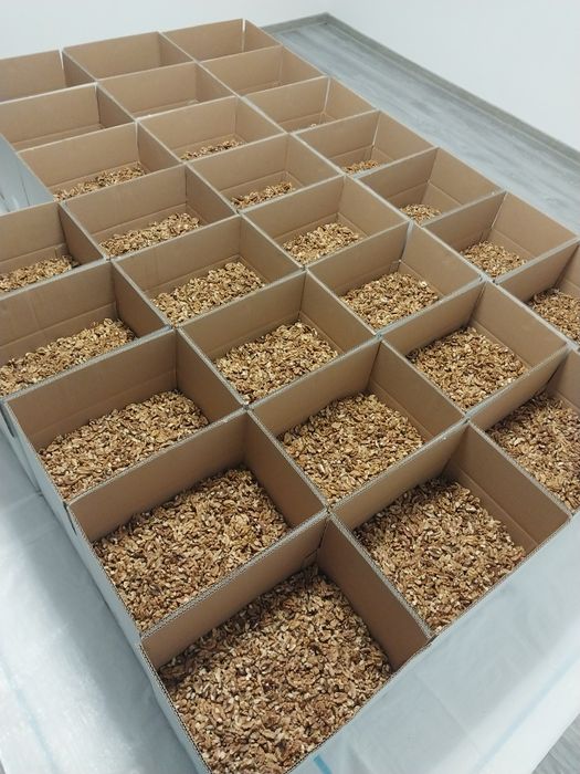 Miez de nuca producție 2025