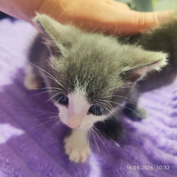 Отдам котят в хорошие руки