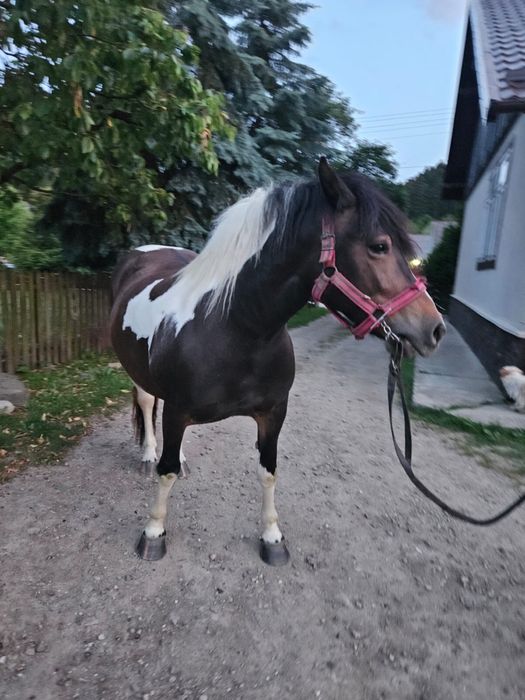 Vand Iapa pestrita gestanta iapa are 4 ani