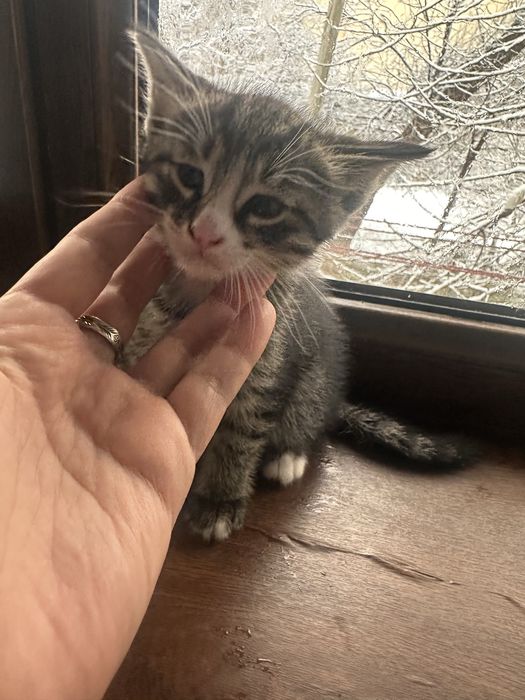 Mushuk bolalari, 1,5 oylik