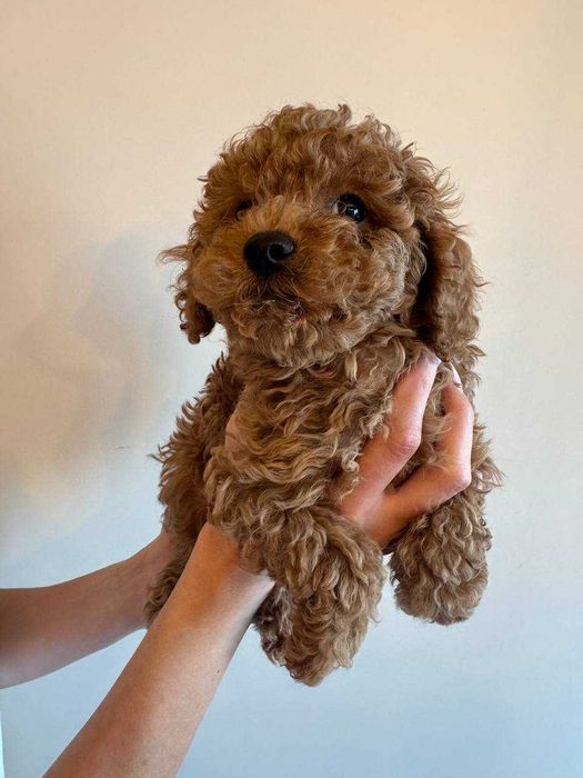 Мини Пудел Мини Пудел