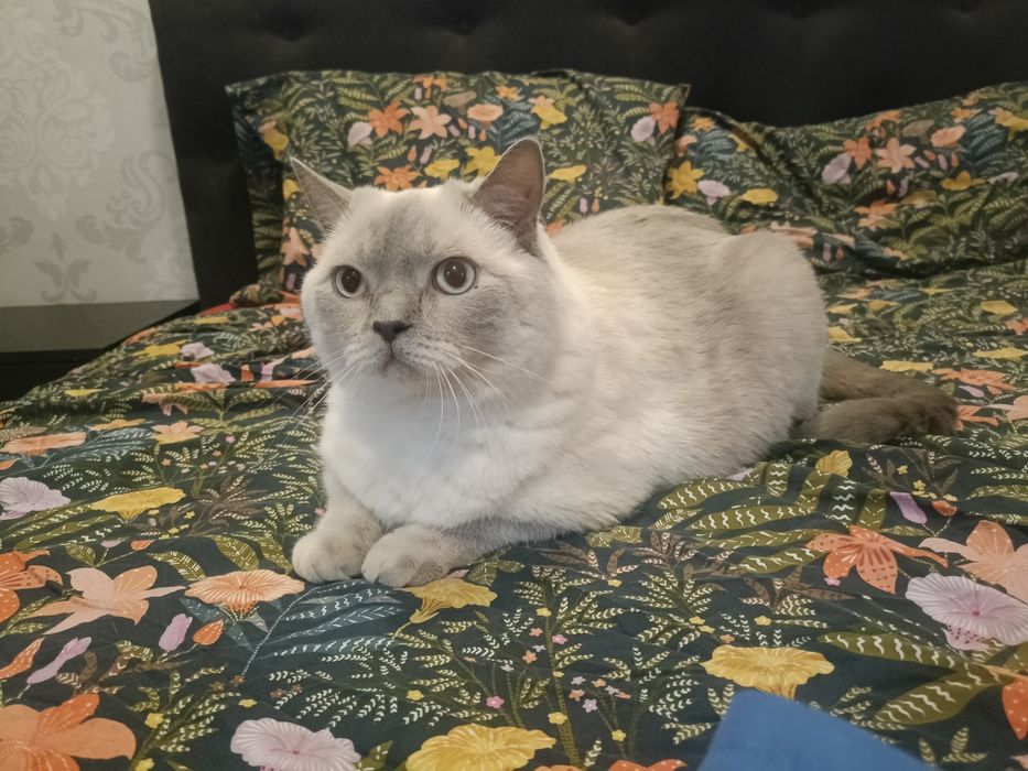Ofer spre adopție un  motan adult, blând – Yeti (3,5 ani)