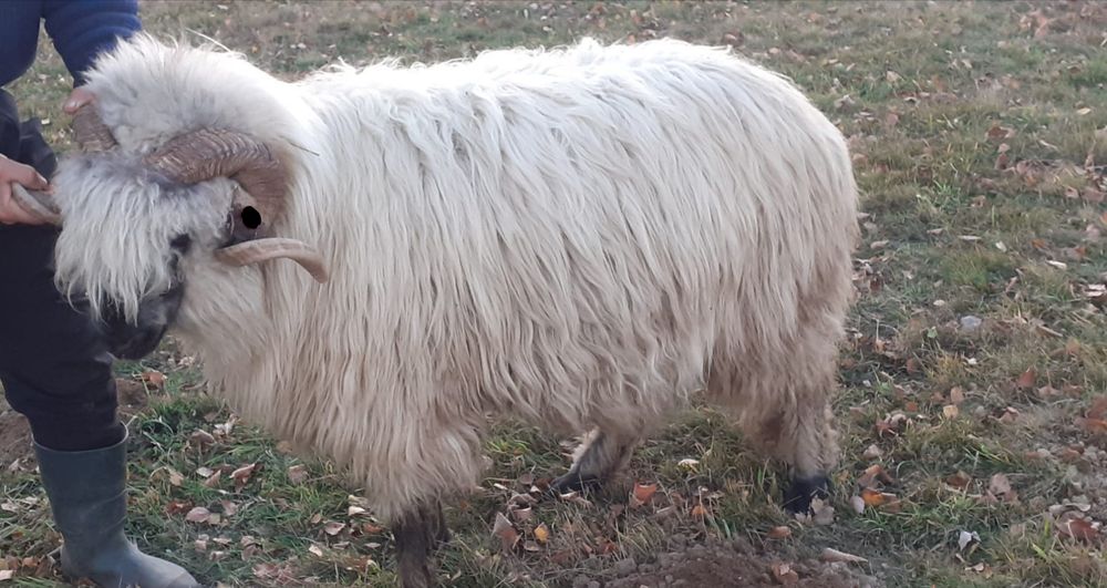 Vând oi țurcane cu origine, grase și bune de lapte