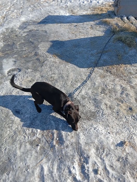 Отдам щенка даром