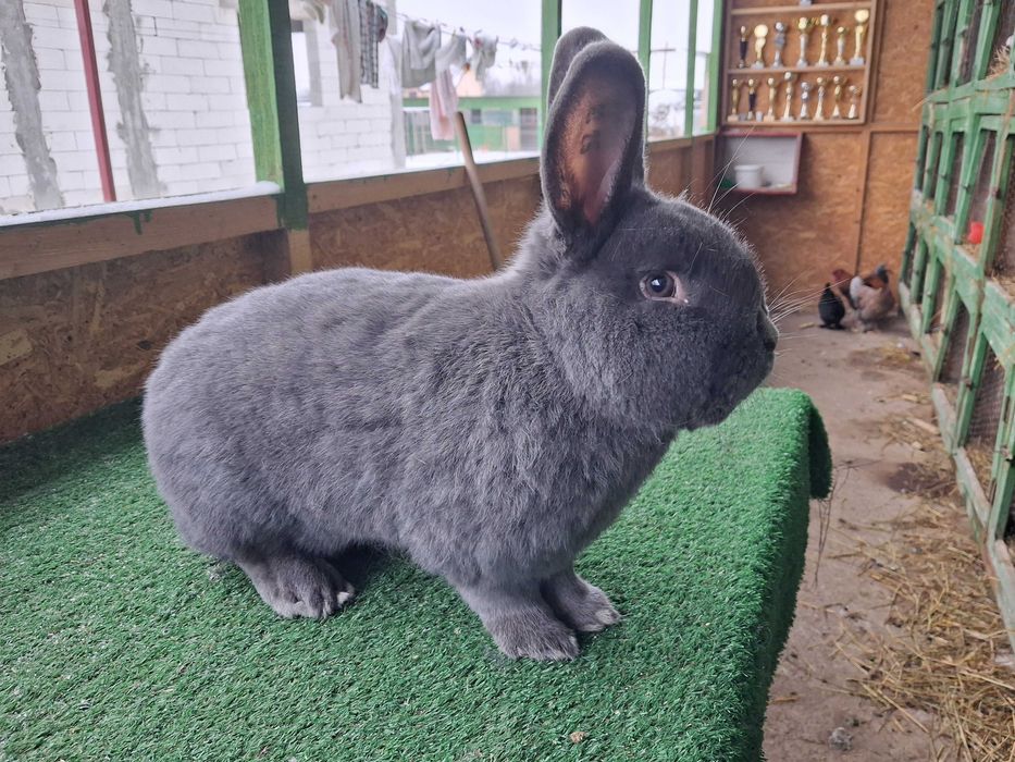 Vienez albastru mascul