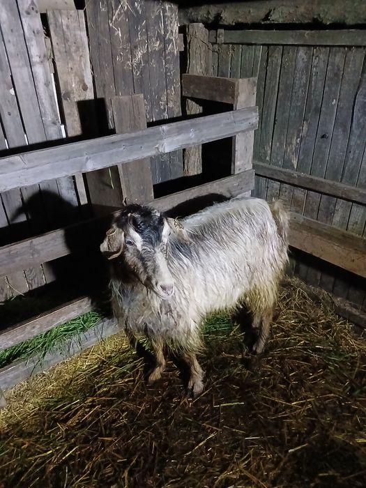 Capra stearpă de vânzare