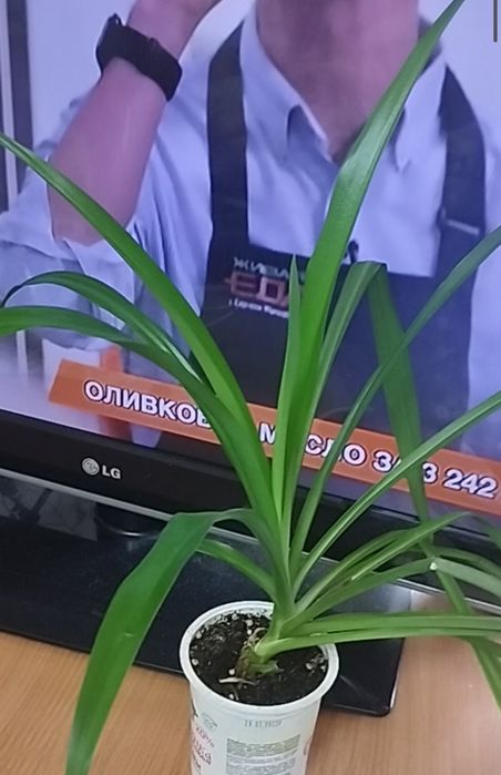 Хлорофитумы разные