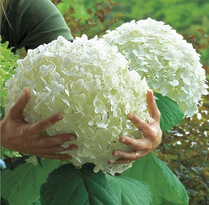 Гортензия Анабель! Морозоустойчевы сорт Гортензий