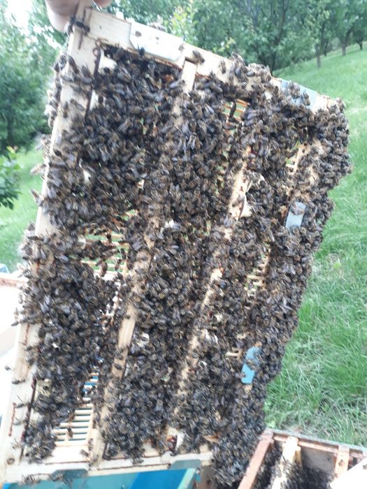 Matci  albine,carpatine imperecheate