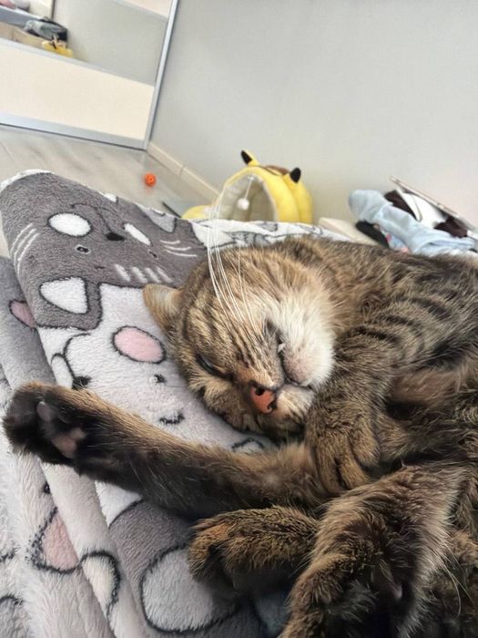 Котенок - кошка. Девочка ищет добрый дом)