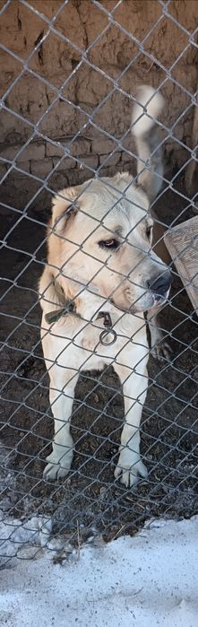 Сатлады 1жас ленгір қаласнада тұр