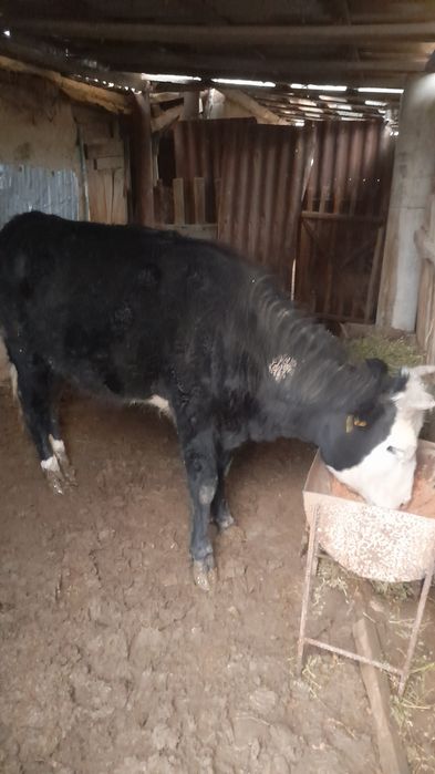 Бағылған қара қашар