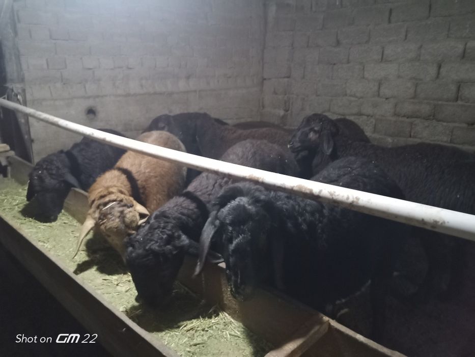 qoy Qoʻzi qoʻchqorlar sotiladi