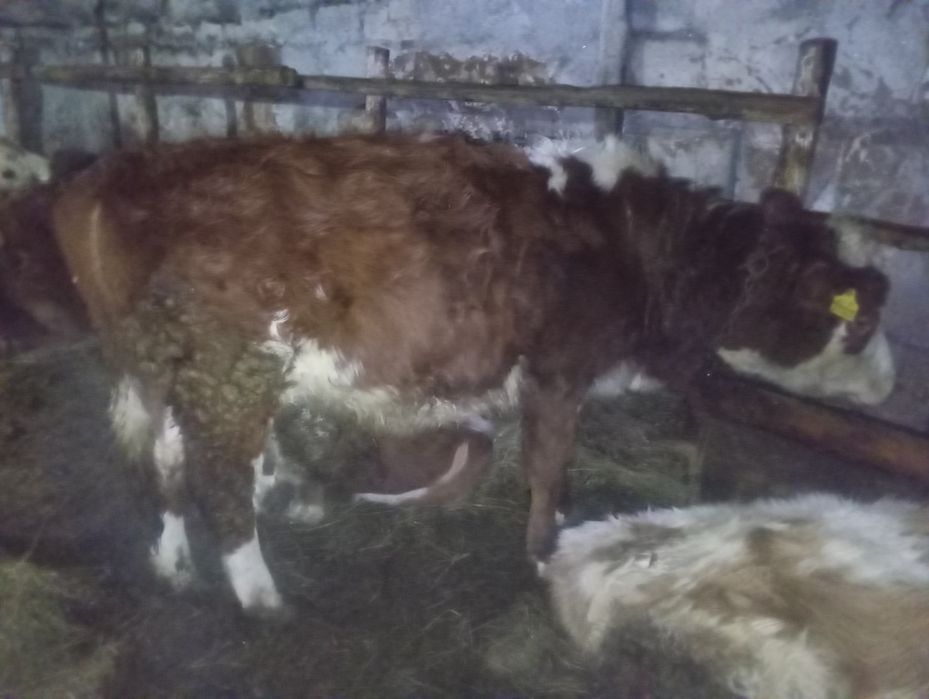 Продам телку годовалого