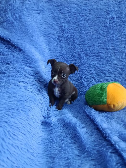 Чихуахуа мальчик