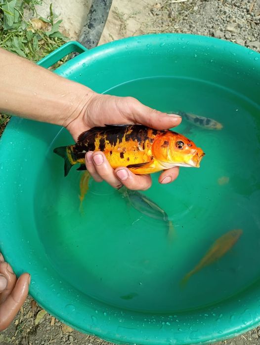 Японские Карпы Кои