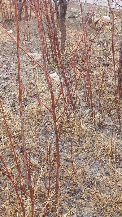 Продаю Саженцы вишни