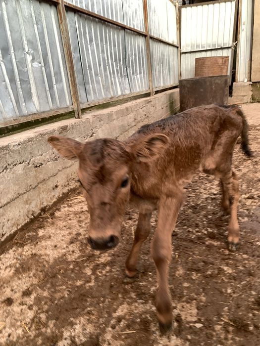 Ұрғашы бұзау бар