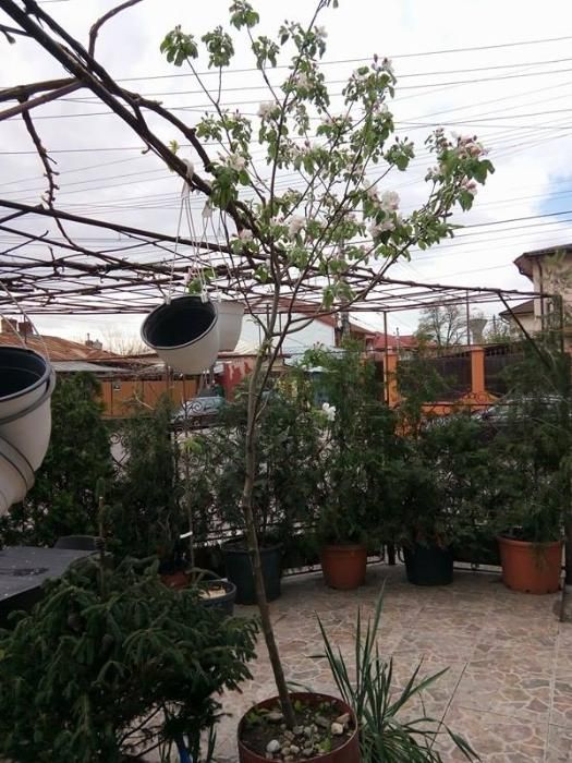 pomi fructiferi in ghiveci