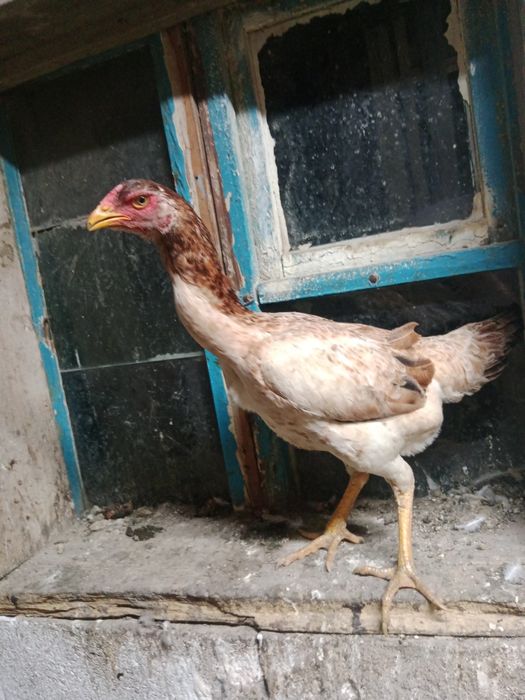 Продам дакан курица