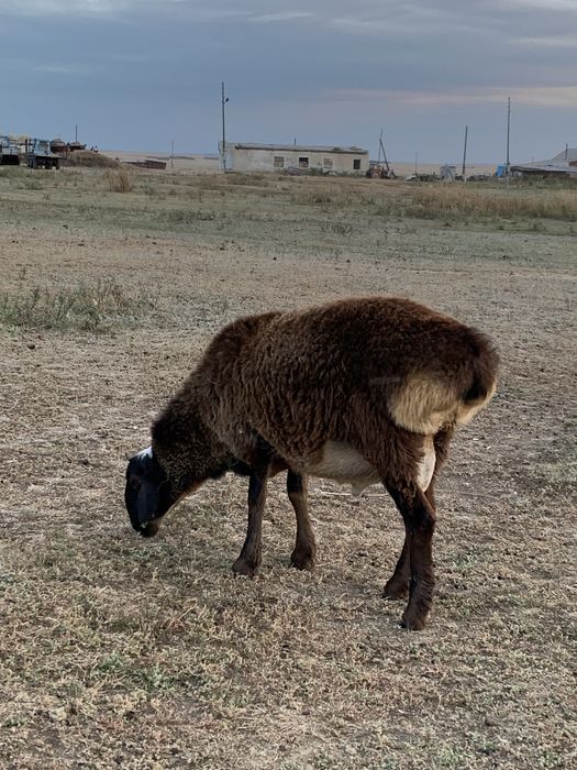 Кошкарчик на племя