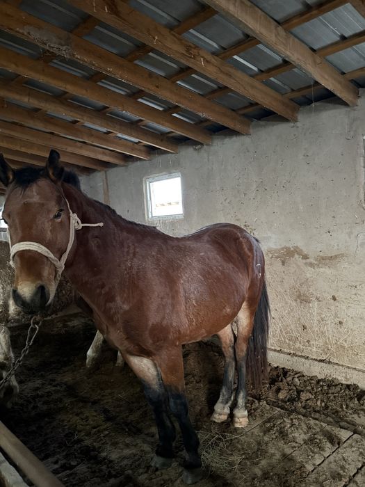 айгыр, жеребец 8 лет