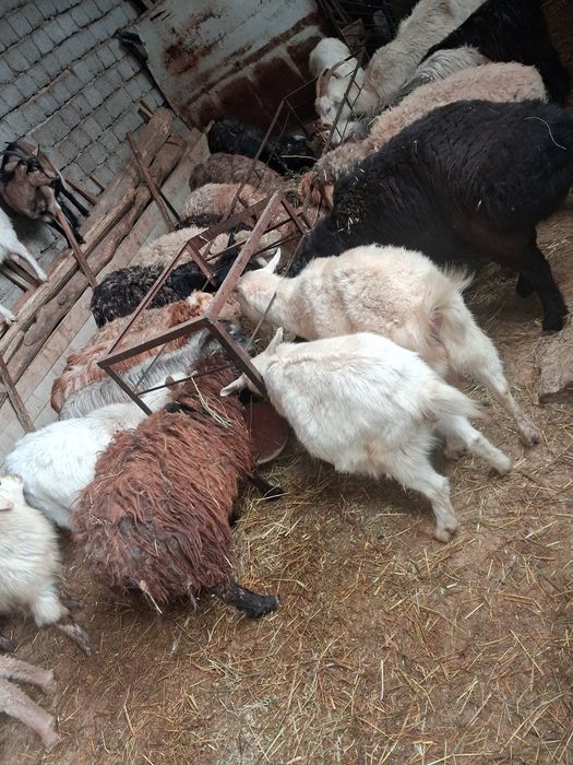 Серкелер ешкилер