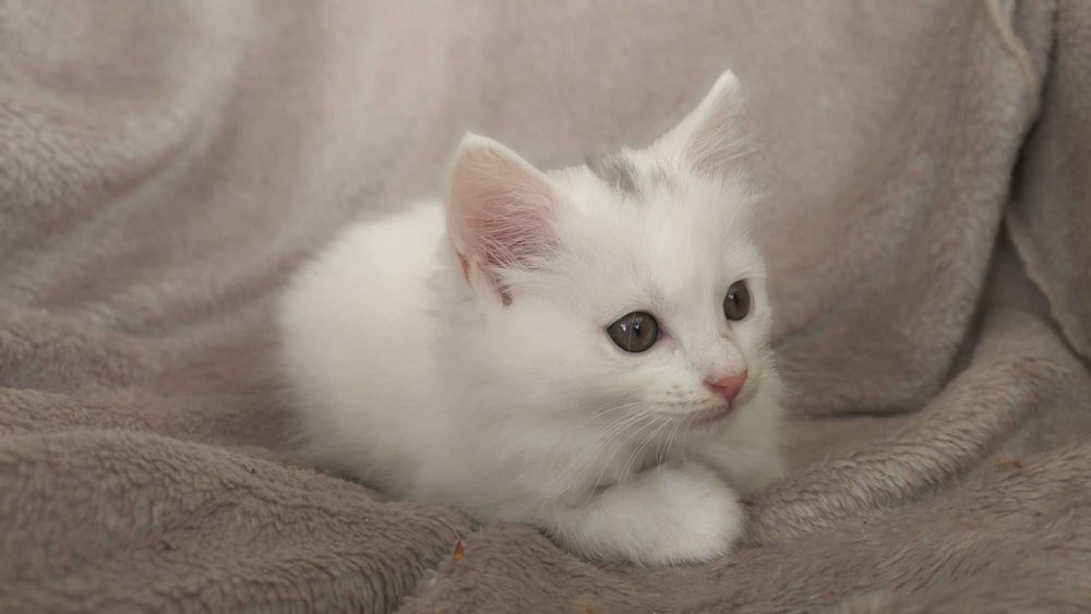 Белоснежные пушистые котята