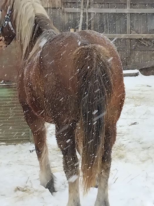 Vând iapă de 5 ani