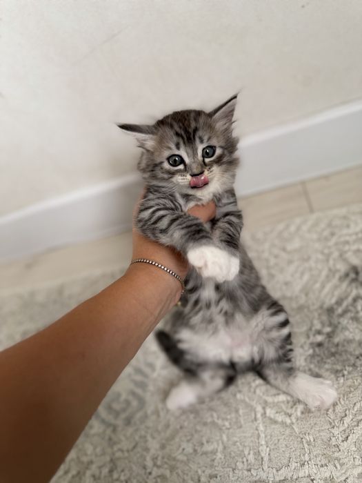 Шотладнский котенок мальчик