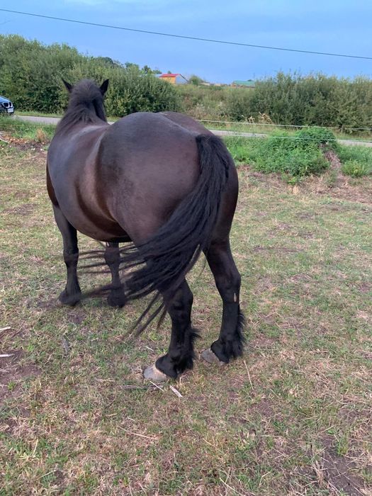 Vând mânză de 4 ani