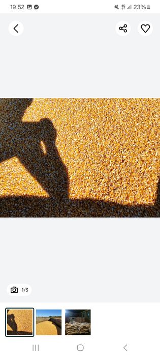 Porumb boabe ori unde in tara