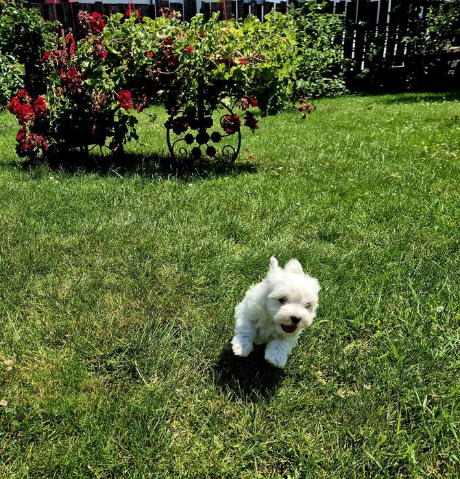 Bichon maltez mini