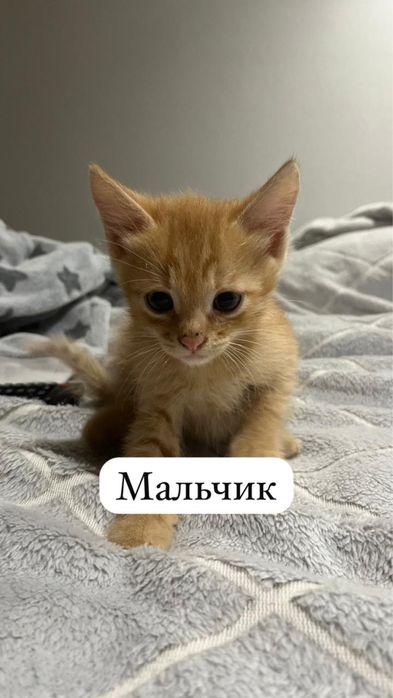 Отдам котят два мальчика и девочка