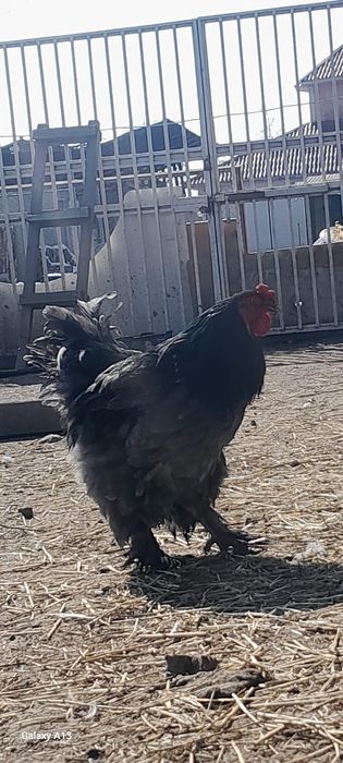 Продам хороших петухов