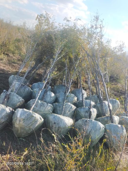 Карагач вяз живая изгородь