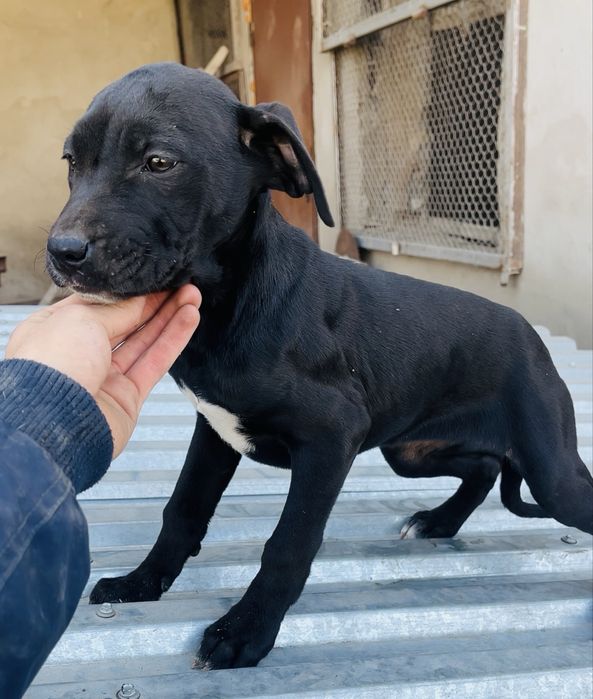 Щенки пит бультерьера XXL