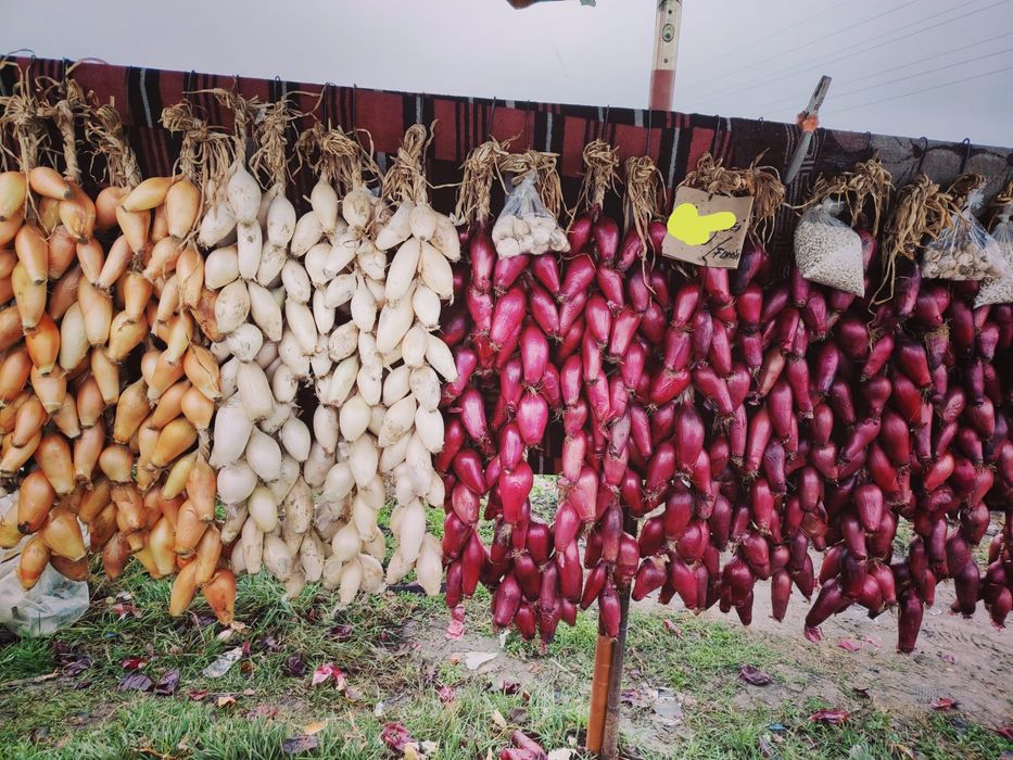 Vand ceapa de apa de Buzau