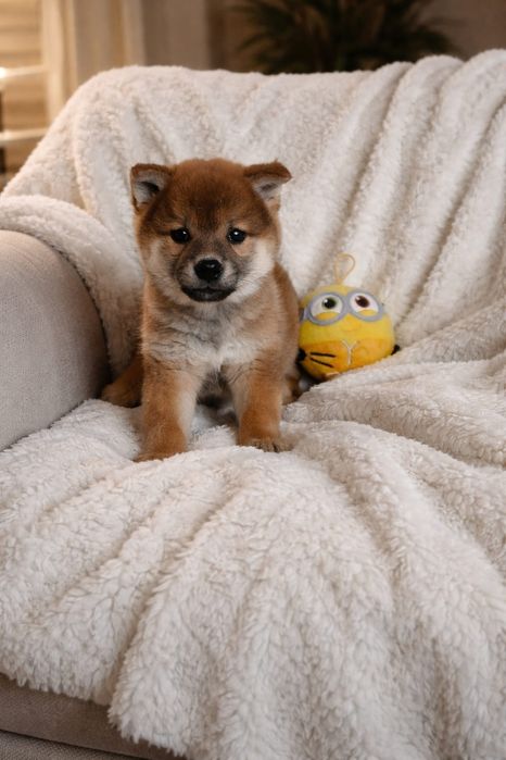 Продаётся девочка сиба-ину