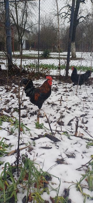 Vând cocoși din rasele Marans,Australorp și Araucana