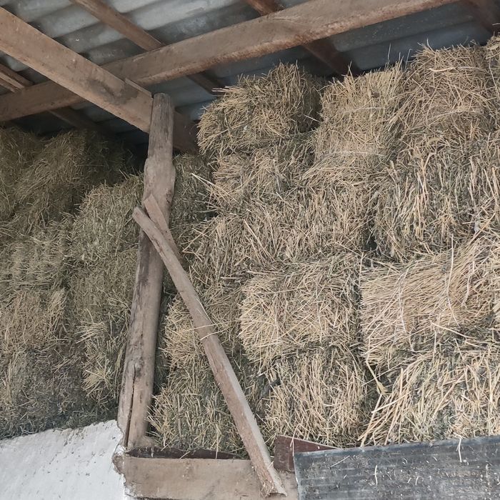 ЖОҢЫШҚА (клевер)