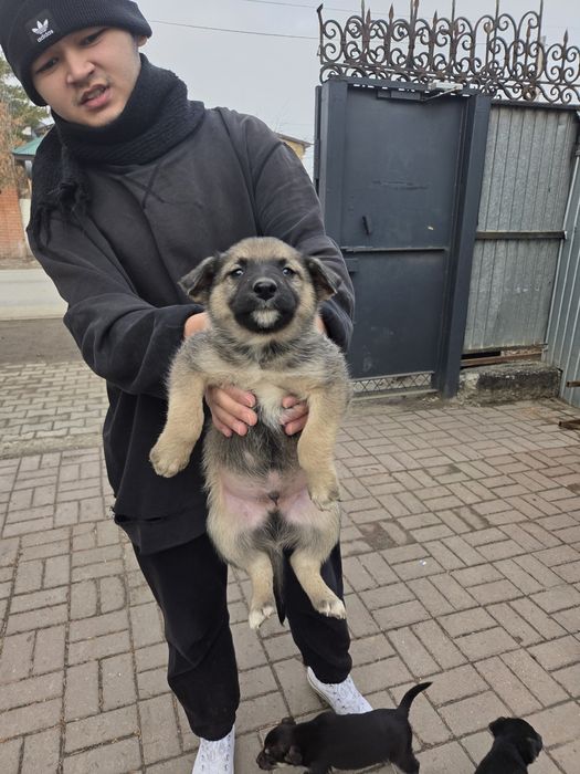 Отдам щенят в добрые руки