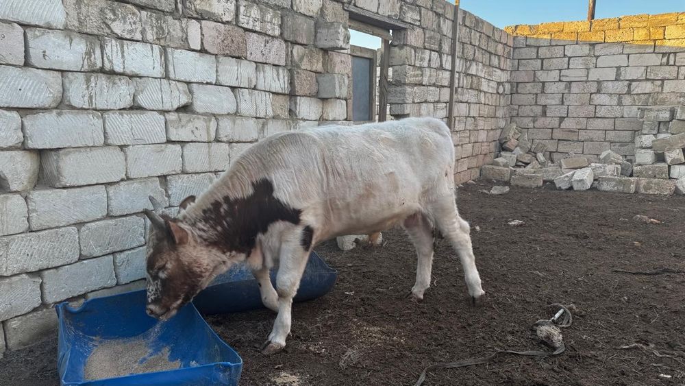 Бұқа 1.5 семіз жемде тұрған