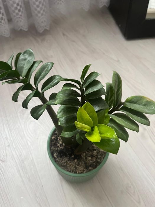 Продам красивый цветок