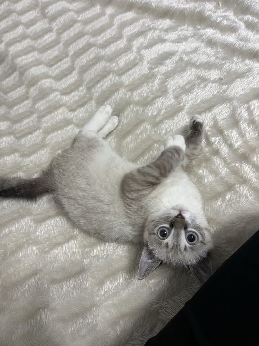 Котенок девочка 3 месяца